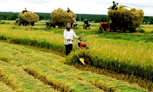 Nông thôn Gia Lai khởi sắc